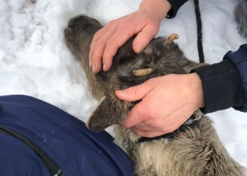 По столице Финляндии бегал олень – полиция поймала животное (ФОТО, ВИДЕО)