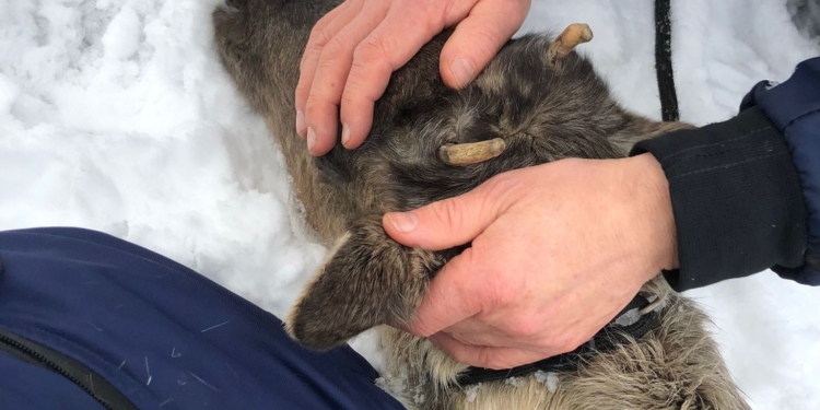 По столице Финляндии бегал олень – полиция поймала животное (ФОТО, ВИДЕО)