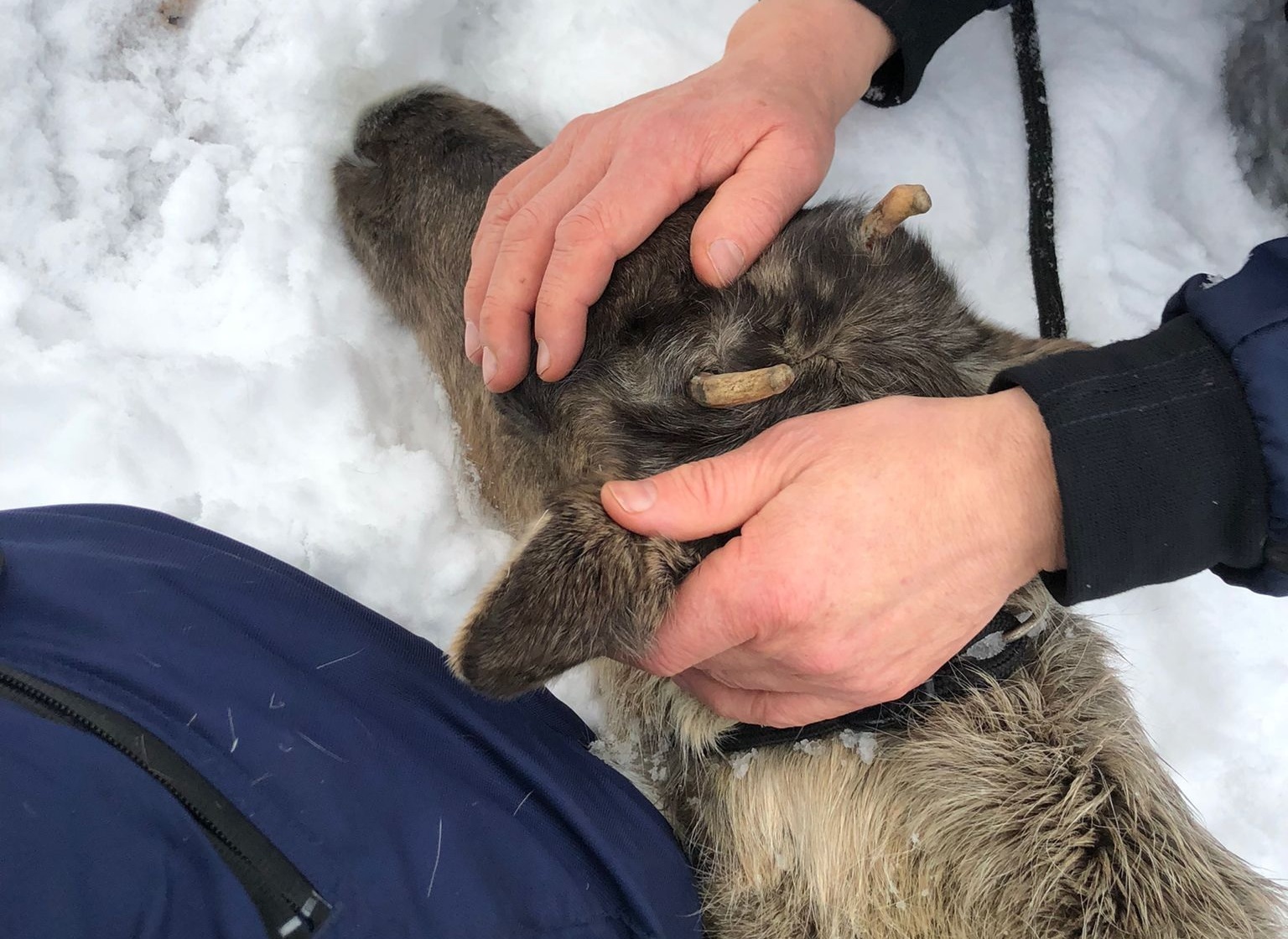 По столице Финляндии бегал олень – полиция поймала животное (ФОТО, ВИДЕО)