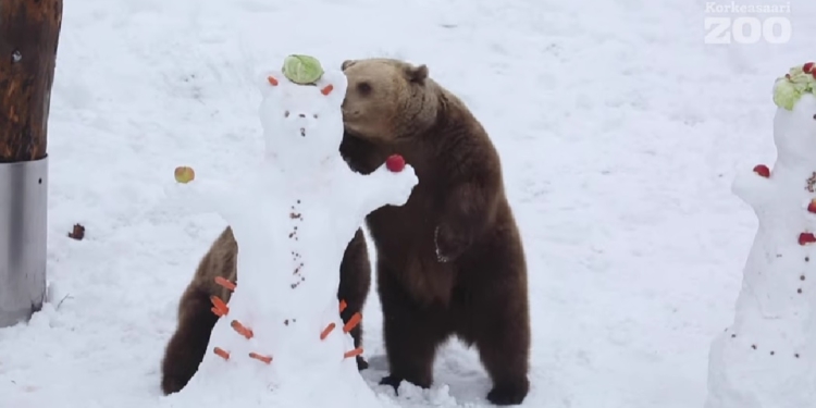 В финском зоопарке для медведей специально слепили снеговиков (ВИДЕО)