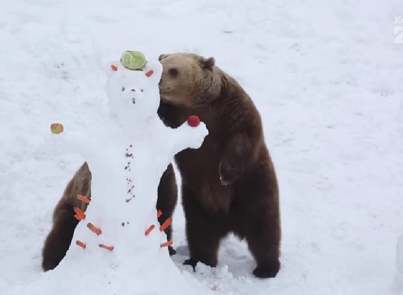 В финском зоопарке для медведей специально слепили снеговиков (ВИДЕО)