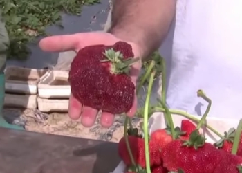 В Израиле вырастили самую тяжелую в мире клубнику (ВИДЕО)
