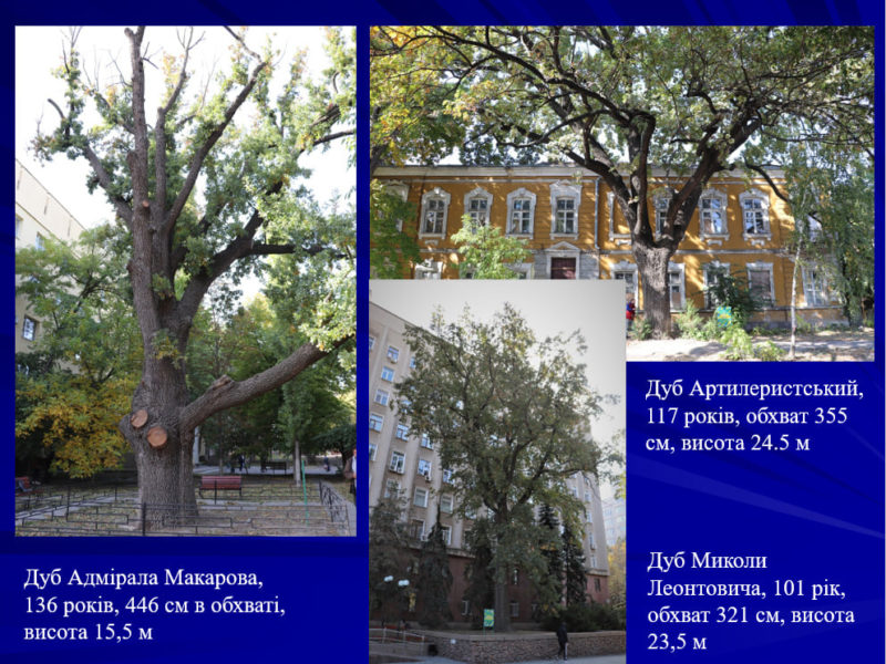 В Николаевской области — 142 возрастных и мемориальных дерева