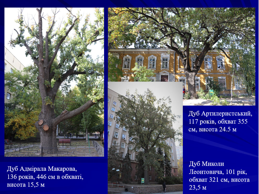 В Николаевской области - 142 возрастных и мемориальных дерева 1