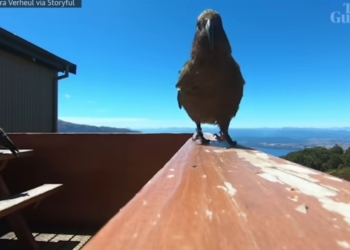 Сам себе режиссер: в Новой Зеландии попугай украл у путешественников камеру GoPro и наснимал редкие кадры (ВИДЕО)