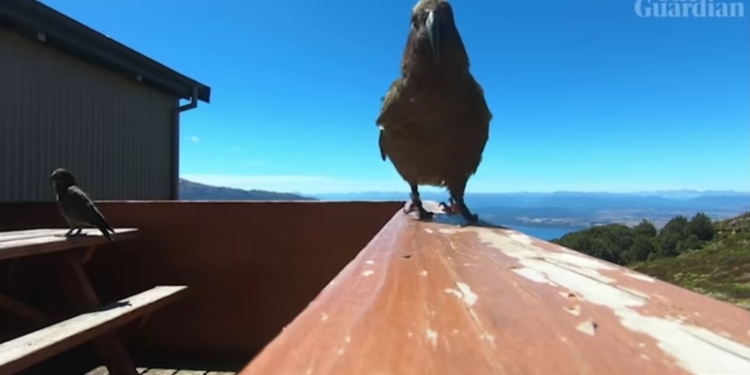 Сам себе режиссер: в Новой Зеландии попугай украл у путешественников камеру GoPro и наснимал редкие кадры (ВИДЕО)