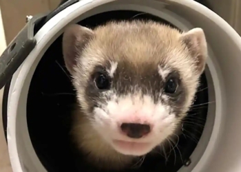 Для первой в мире клонированной самочки черноногого хорька ищут нежного и опытного самца