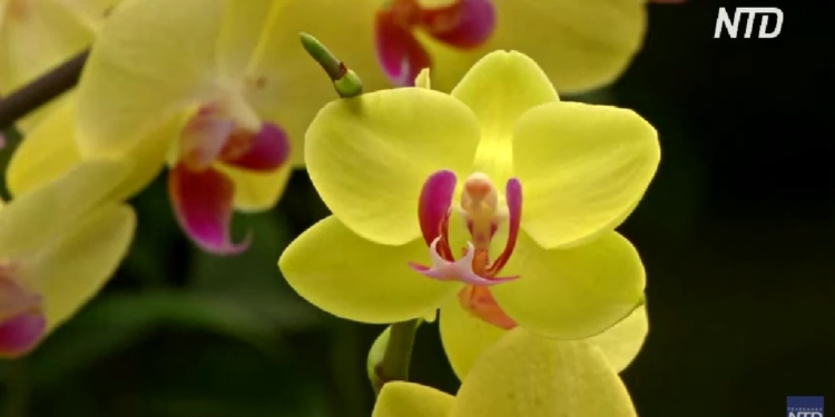 В Лондоне цветут 5 тысяч орхидей (ВИДЕО)