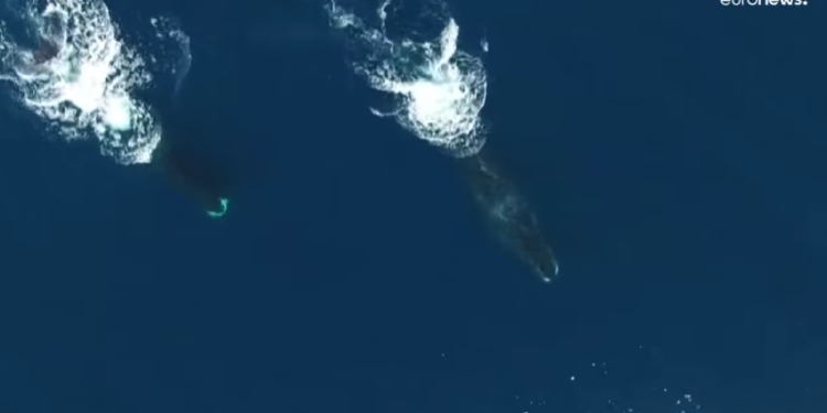 Исландия прекратит китобойный промысел