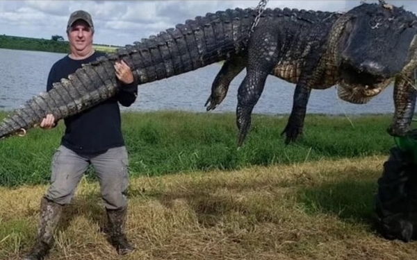В США охотник добыл 400-килограммового аллигатора, который питался домашним скотом