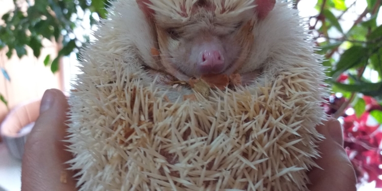 В Николаевском зоопарке не стали будить сурков, чтобы узнать, скоро ли весна, а предложили полюбоваться ежиками, потому что сегодня тоже их день (ФОТО)