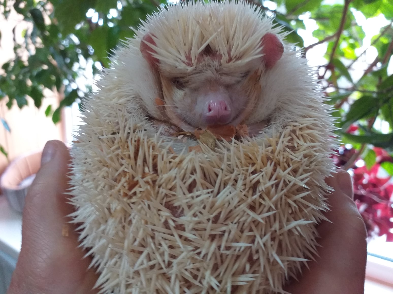 В Николаевском зоопарке не стали будить сурков, чтобы узнать, скоро ли весна, а предложили полюбоваться ежиками, потому что сегодня тоже их день (ФОТО)