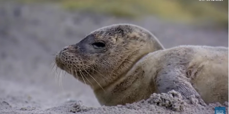 Ясли для тюленят на Гельголанде (ВИДЕО)