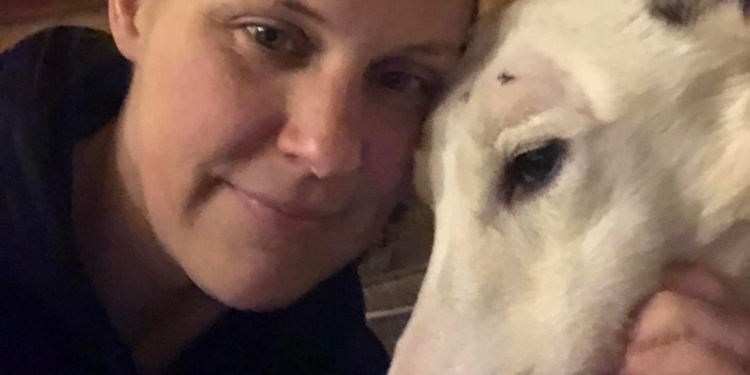 На Аляске лось растоптал собачью упряжку, которая тренировалась для участия в ежегодных гонках Iditarod (ФОТО)