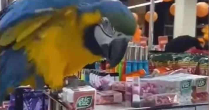 Попугай устроил погром в харьковском супермаркете после побега из зоопарка (ФОТО, ВИДЕО)