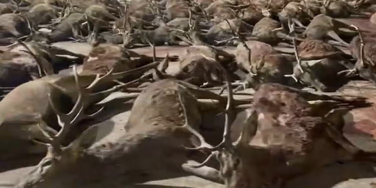 В Испании на коммерческой охоте в частном поместье были убиты почти 450 оленей и кабанов – экологи в ярости (ФОТО, ВИДЕО, 18+)