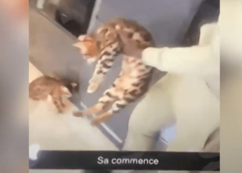 Пнул кота: футболист английского клуба получил штраф в 250 тыс. фунтов, разрыв рекламных контрактов и отстранение от игр