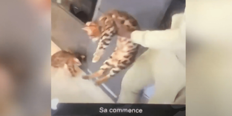 Пнул кота: футболист английского клуба получил штраф в 250 тыс. фунтов, разрыв рекламных контрактов и отстранение от игр