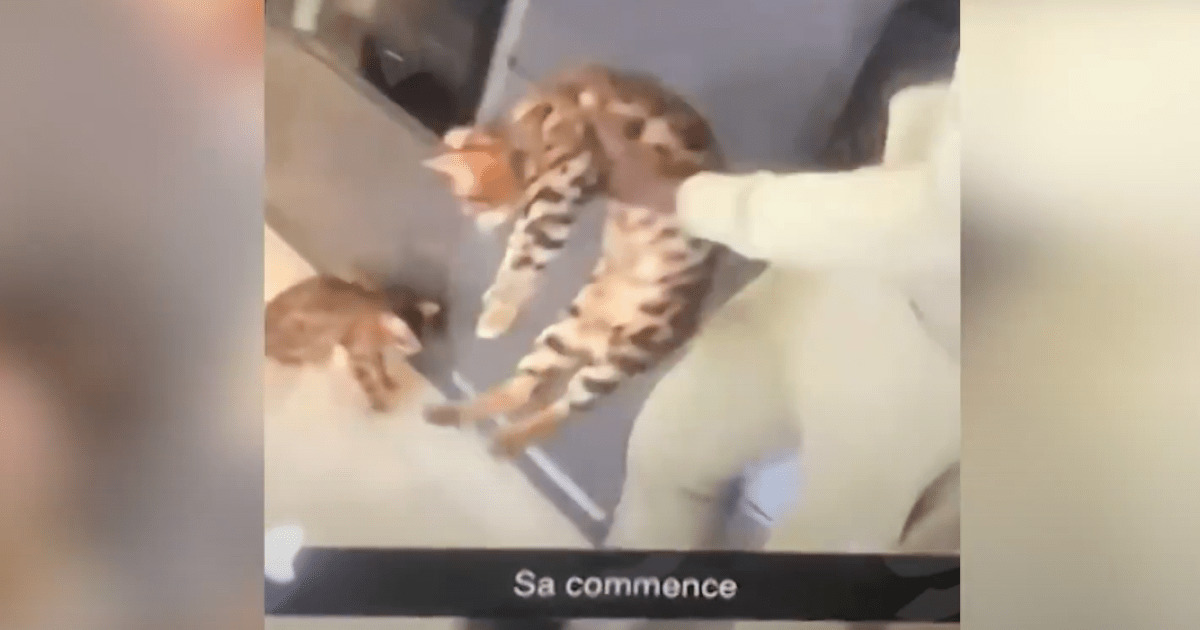 Пнул кота: футболист английского клуба получил штраф в 250 тыс. фунтов, разрыв рекламных контрактов и отстранение от игр