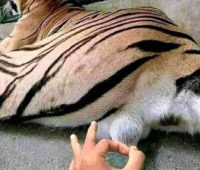 Хромой порядок и вирусное сумасшествие. Применим ли в Украине китайский опыт усмирения несогласных