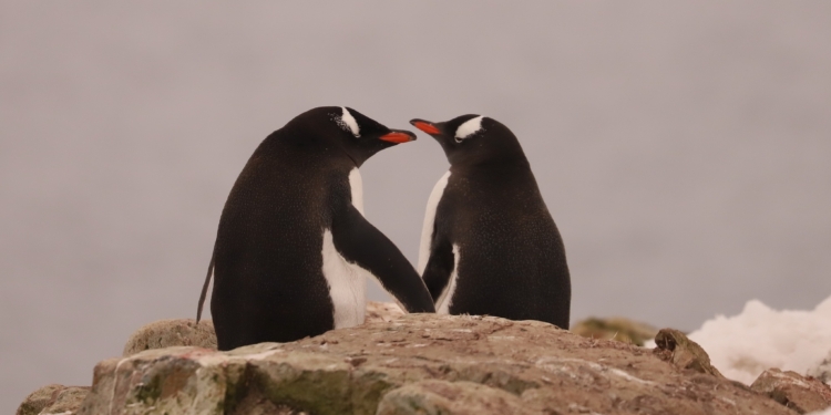 Украинские полярники показали влюбленных пингвинов (ФОТО)