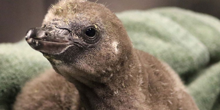 В зоопарке Нью-Йорка пара однополых пингвинов стала родителями (ФОТО)