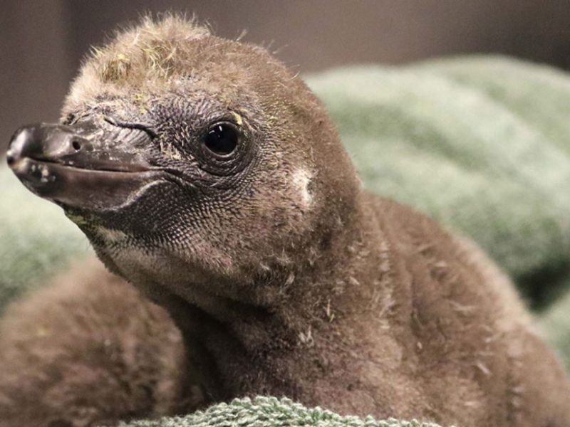 В зоопарке Нью-Йорка пара однополых пингвинов стала родителями (ФОТО)