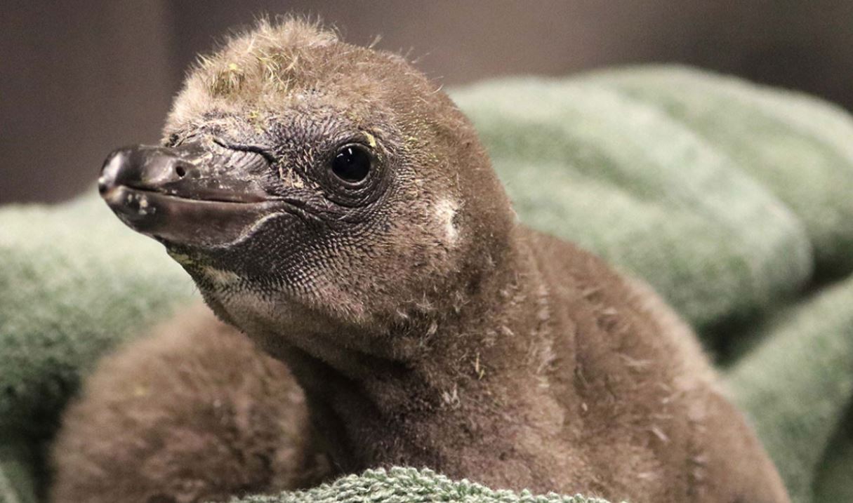 В зоопарке Нью-Йорка пара однополых пингвинов стала родителями (ФОТО)