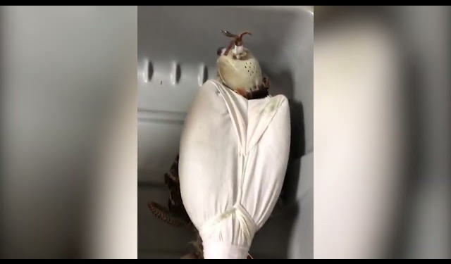 Украинец пытался вывезти в Катар четырех соколов в багажной сумке (ВИДЕО)