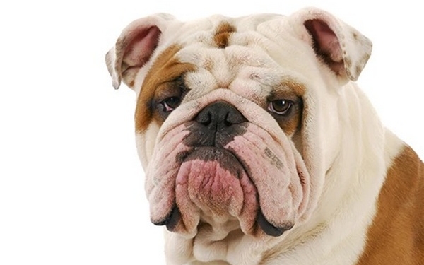 В Норвегии запретили разведение британских бульдогов и кавалер-кинг-чарльз-спаниелей