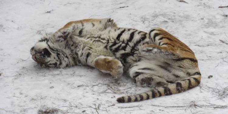 Николаевские тигрицы Пенелопа и Агриппина поздравляют горожан с годом Тигра (ФОТО)