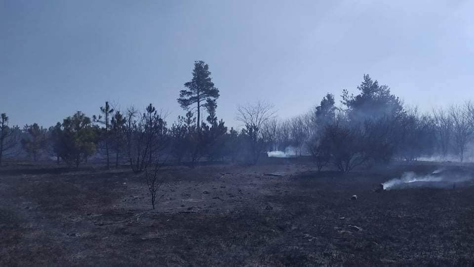 Под Николаевом горит Балобановский лес (ФОТО) 2