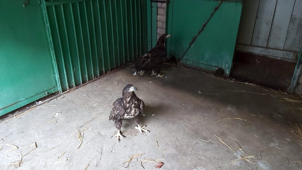 В Николаеве спасли 5 белохвостых орланов и беркута – их бросили в запертом сарае на смерть (ФОТО) 1