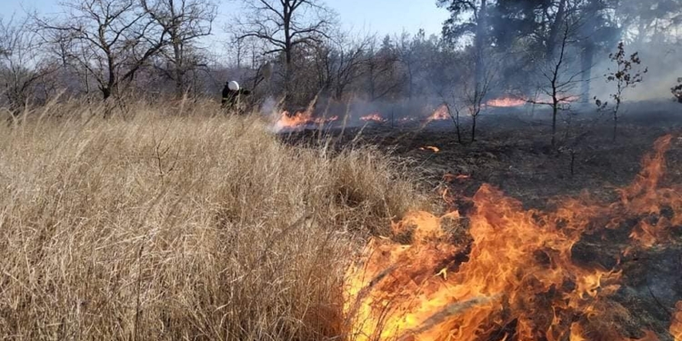 Под Николаевом горит Балобановский лес (ФОТО)