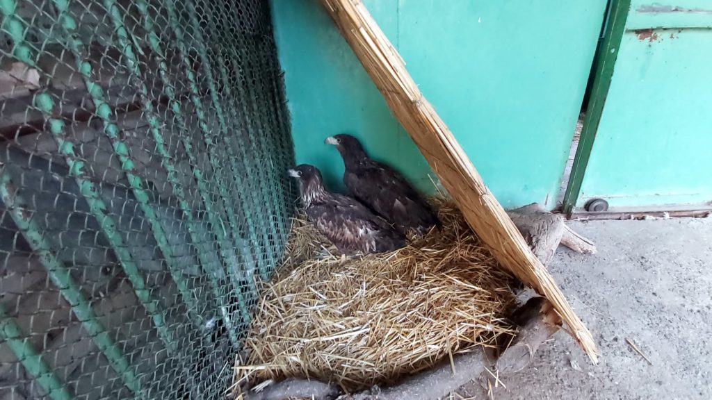 В Николаеве спасли 5 белохвостых орланов и беркута – их бросили в запертом сарае на смерть (ФОТО) 5