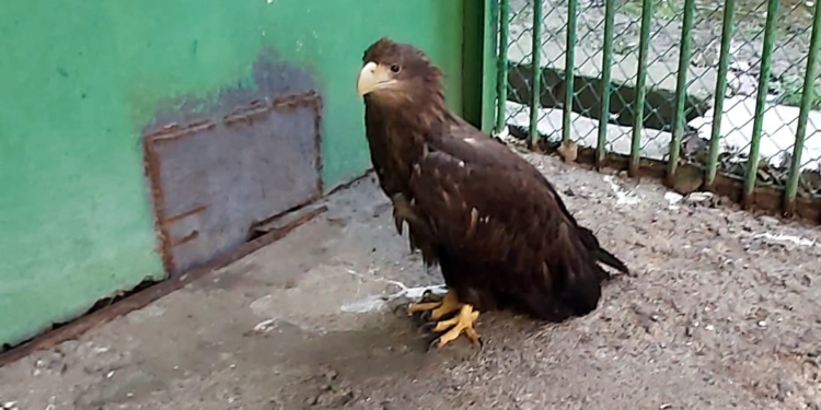 В Николаеве спасли 5 белохвостых орланов и беркута – их бросили в запертом сарае на смерть (ФОТО)