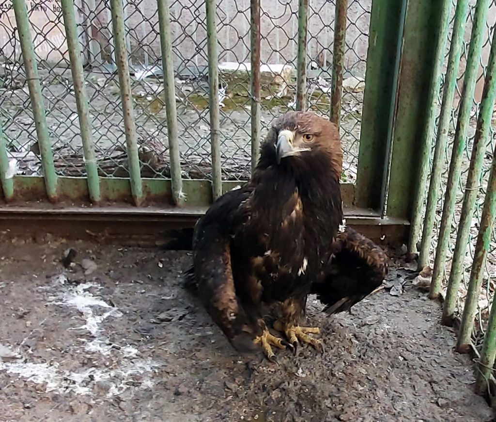 В Николаеве спасли 5 белохвостых орланов и беркута – их бросили в запертом сарае на смерть (ФОТО) 9