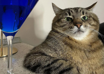 Харьковский кот Степан собрал 10 тысяч долларов для животных из зон боевых действий