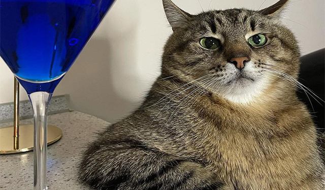 Харьковский кот Степан собрал 10 тысяч долларов для животных из зон боевых действий