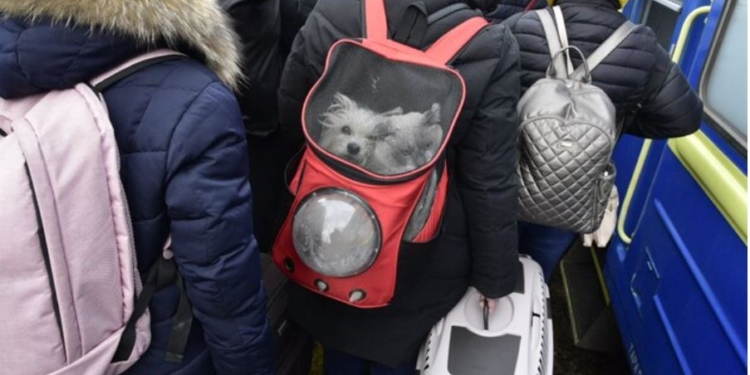 Почему не спит эвакуированная кошка. Дорога длиною в жизнь. Дневники беженца