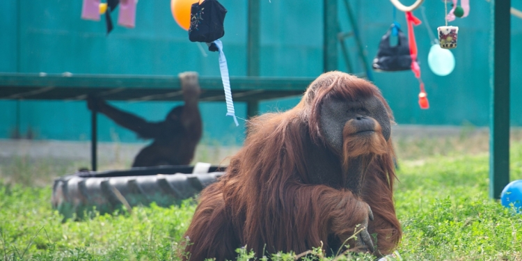 В результате обстрела в экопарке под Харьковом убито 9 благородных оленей, но удалось спасти 4 орангутанов  (ФОТО, ВИДЕО)