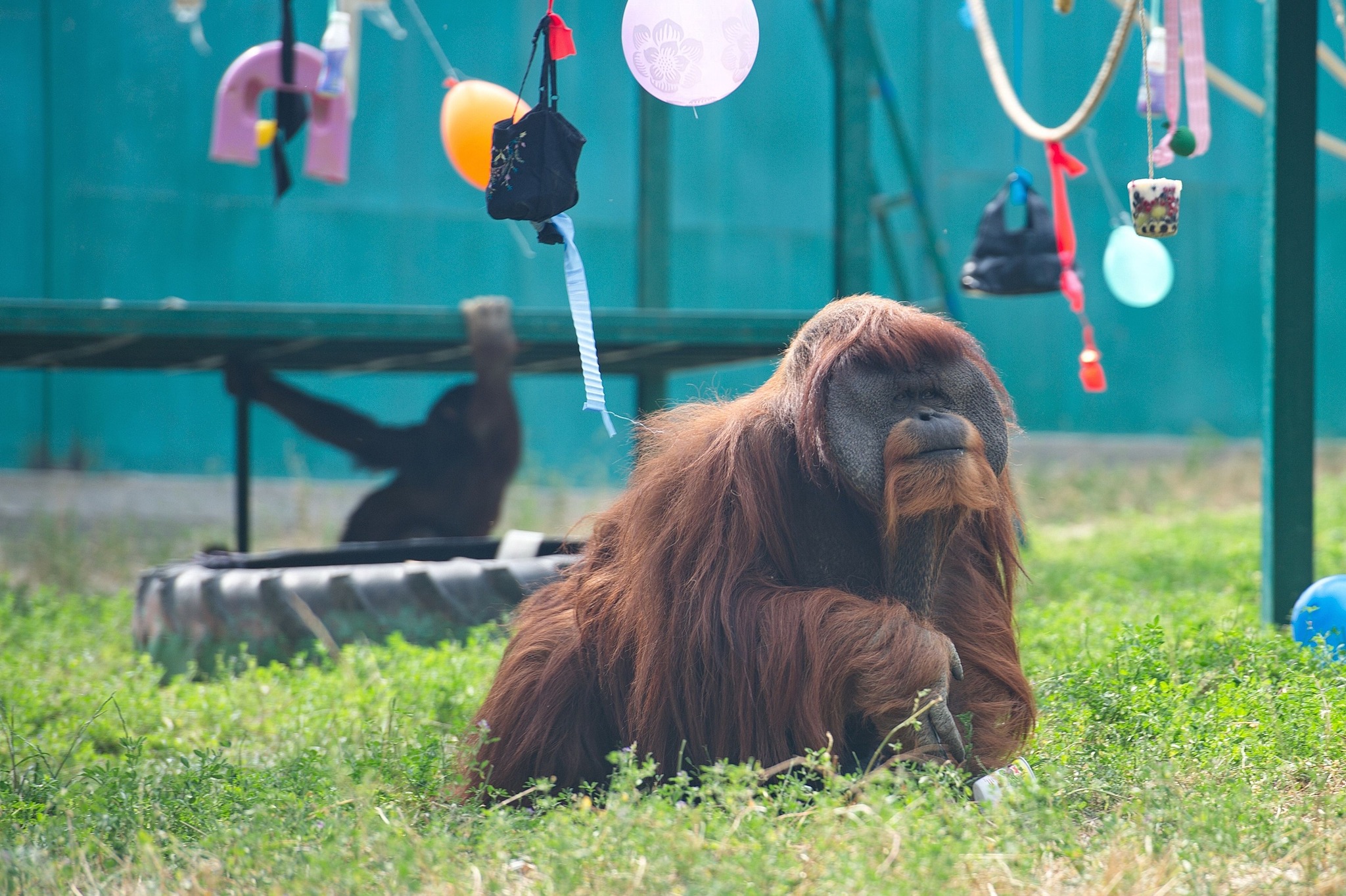 В результате обстрела в экопарке под Харьковом убито 9 благородных оленей, но удалось спасти 4 орангутанов (ФОТО, ВИДЕО)