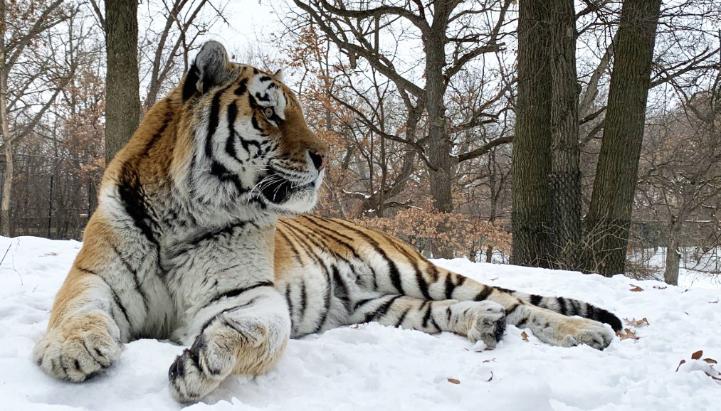 В США от сердечного приступа умер тигр по кличке Путин (ФОТО) 1