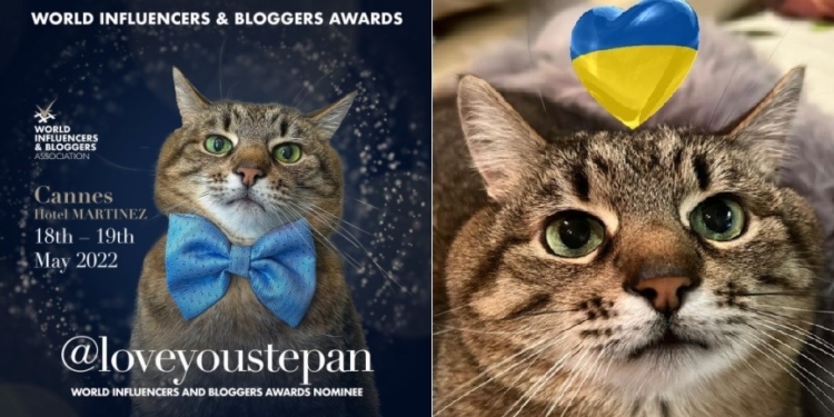 Харківський кіт Степан номінований на премію World Influencers and Bloggers Awards 2022 – усі квитки на церемонію нагородження підуть на допомогу українцям