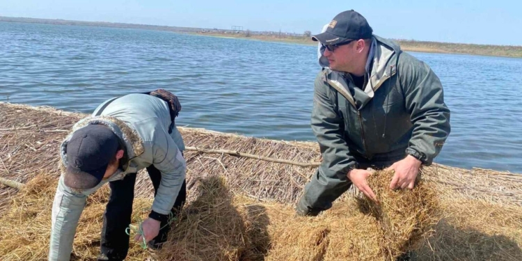 Наче і нема війни: в РЛП «Тилігульський» на Миколаївщині накрили штучні острови для птахів сіном (ФОТО)