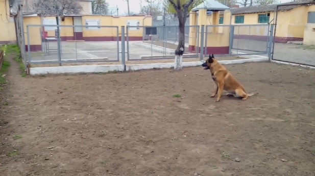 «Росгвардійський» пес, який дивом вижив після розгрому колони окупантів на Миколаївщині, вже готовий захищати Україну від московських загарбників (ВІДЕО)