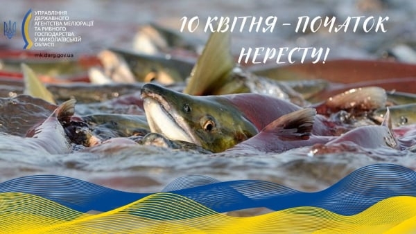 Нерест – за розкладом: у Миколаївській області з 10 квітня – заборона на риболовлю