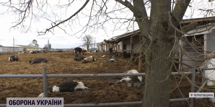Рашисты на Черниговщине устраивали сафари на людей, расстреливали тельных коров, убивали свиней – на еду и для развлечения, в церкви жарили шашлыки (ВИДЕО)