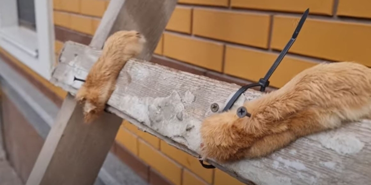 Зверства рашистов под Киевом: распинали собак и жарили (ВИДЕО)