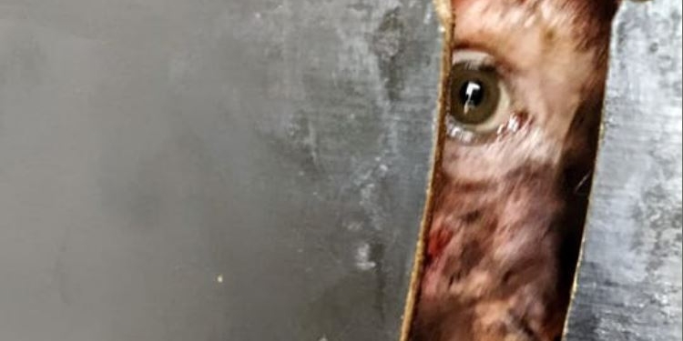 После вчерашних обстрелов в экопарке под Харьковом придется усыпить всех взрослых животных (ВИДЕО)